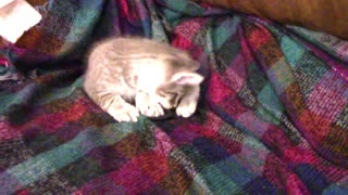 Kitten Playing With The Hair Tie While Lying In The Couch