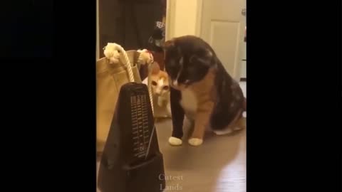 Cute funny pets😂try not to laugh😜🐈🐕