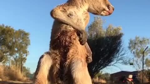 Baby Kangaroo Loves to Scratch