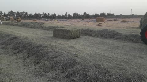 Grass working in uae