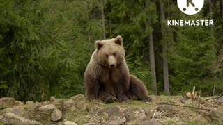 Lazy bear