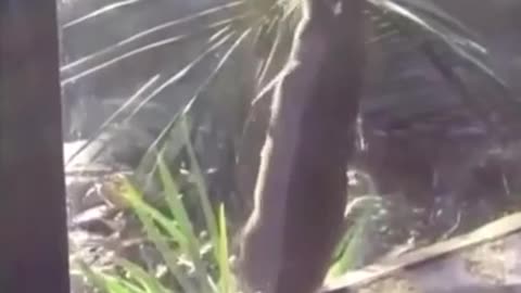 Funny Otter Dancing