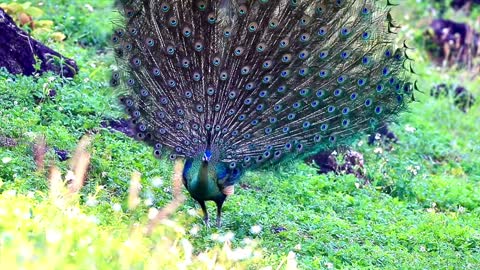 Green peacock