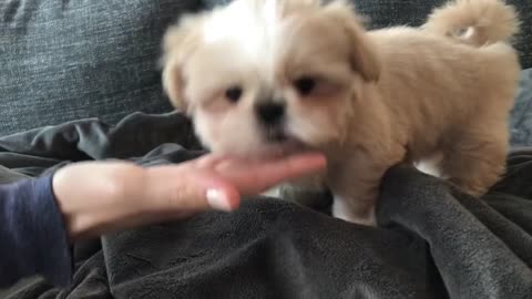 Miso the dog first video