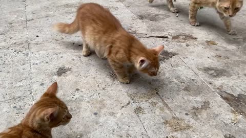 Incredibly beautiful Kittens living on the street. More than 30 Kittens together 😍