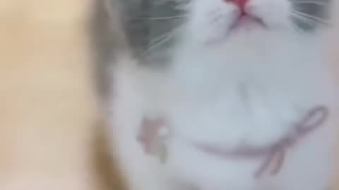 Cute cat baby so amazing 😍 baby video