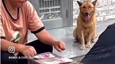 Dog Helps Man Cheat In Gambling