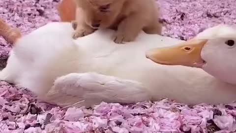 Cute Dog And Cute Dog Is best friend