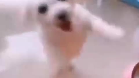 cute puppy dancing very beautifully on music😃😄😂