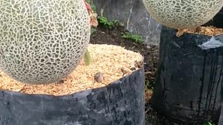 Melon is almost ripe