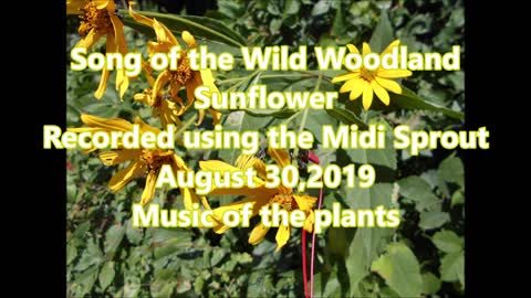 Song of the Wild Woodland Sunflower at Caron Park Minnesota 8 2019