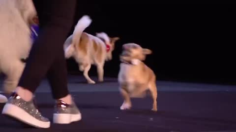 Most Smartest Dogs Auditioning To Perform
