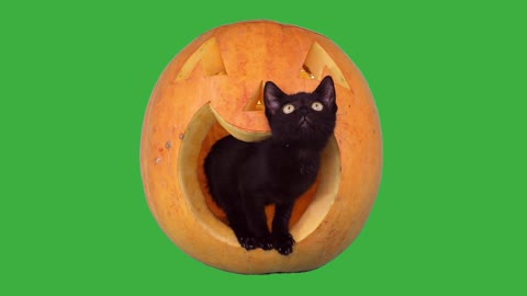 cat in the pumpkin