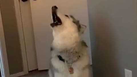 Husky tell us what is true trebie singing.Awooooo.✨✨✨