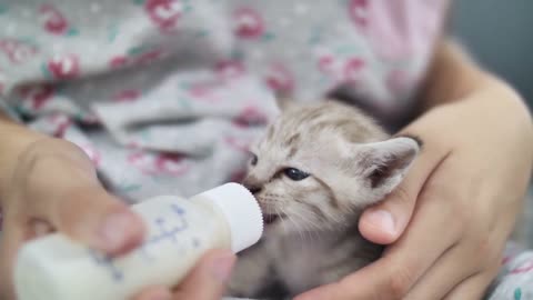 Cat kitten feeling milk feeding hungry feed pet cute animal nature