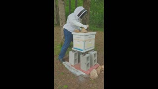 The Santorini Bee Hive, 7 day check of Queen Fira's bees