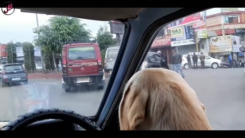 SMART DOG IS DRIVING THE CAR