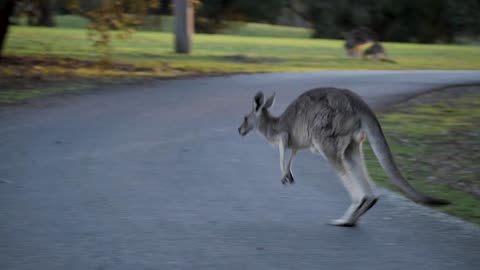 A Kangaroo Hopping Freely on a Safari