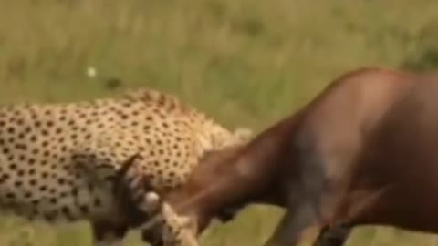 Lion hunting a topi Impala #shorts #cheetahvsimpala