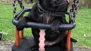 Charlie the Pug Loves to Swing