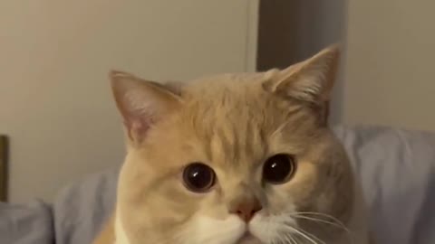 FunnyCatsToday，Funny Cat You Might Never See Before, part19