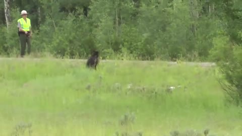 Close Encounter of the Grizzly Kind