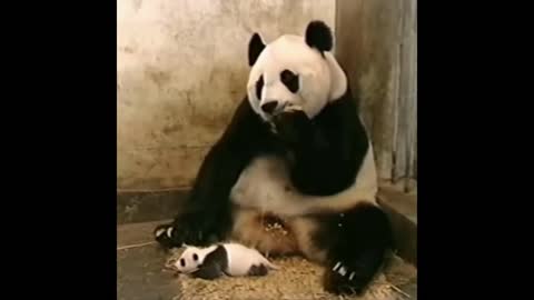 panda forgets he has a baby....XD