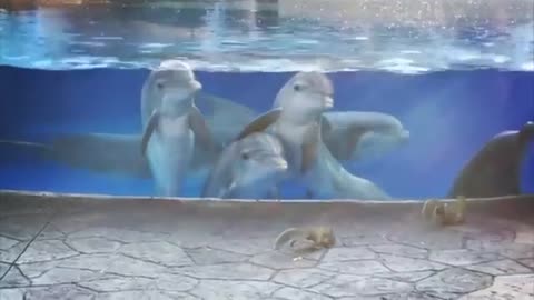 Dolphins watch squirrels