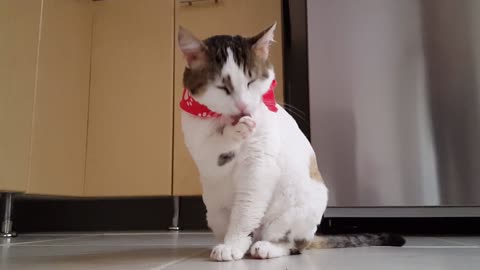 See this cute cat who almost ate her hand from hunger.
