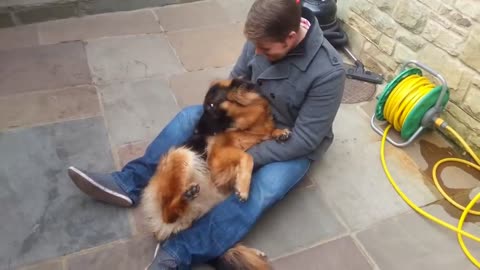 German Shepherd After Months Apart From Owner