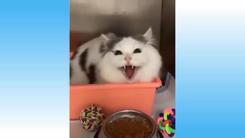 Funny cat