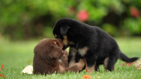 puppies dogs playing