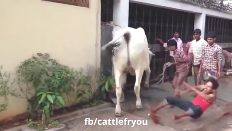 Funny Cow video which will make you ROFL