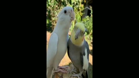 Loving Birds Chidiakhana in kolkata