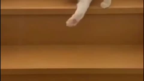 "Stairway Shenanigans: The Playful Prowess of a Curious Cat!"