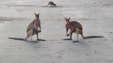 Wallaby fight on the beach of Hillsborough