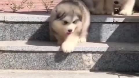 Huskie Puppies Can't Handle The Stairs