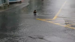 Duck Swimming in the Street