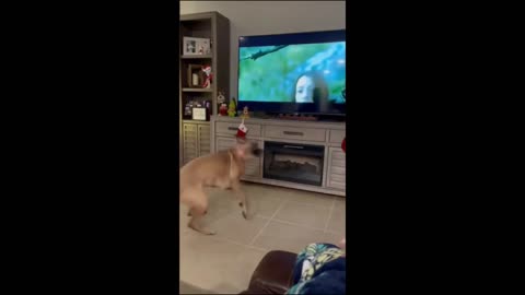 Funny animals - Funny cats / dogs - Funny animal videos 2023 - Part 6/Haypyy Pett