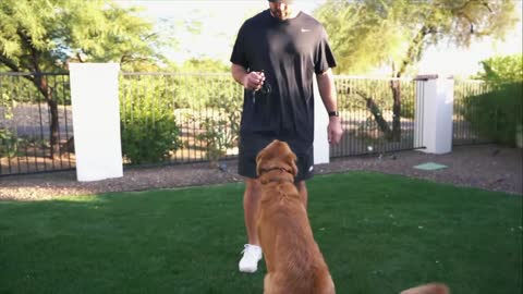 Dog Trainer Teaches Dog to Recall with an E-Collar!