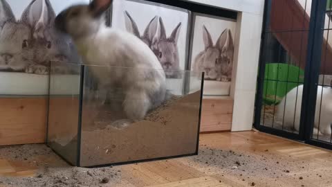 rabbit inside aquarium of sand