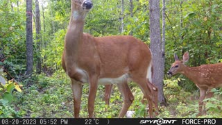 Mother deer and two fawns