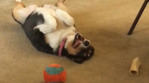 Australian Shepherd rolls on the floor with favorite treat