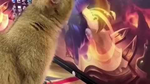 Funny Cat Licking Screen😂