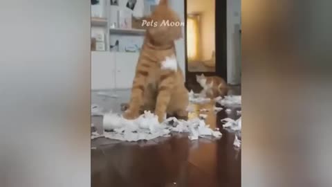 New Funny Cats and Dogs