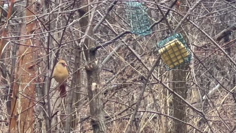 Female Cardinal at the feeder