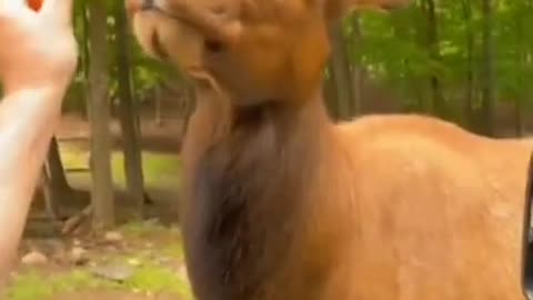 funny wild animals videos try not to laugh/cute animal 2022