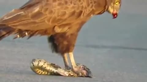 INCREDIBLE!! eagle devouring snake