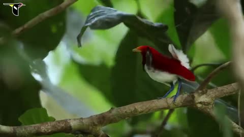 King Bird-of-Paradise