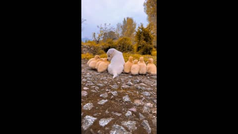 Puppy and duckling by the beautiful autumn river